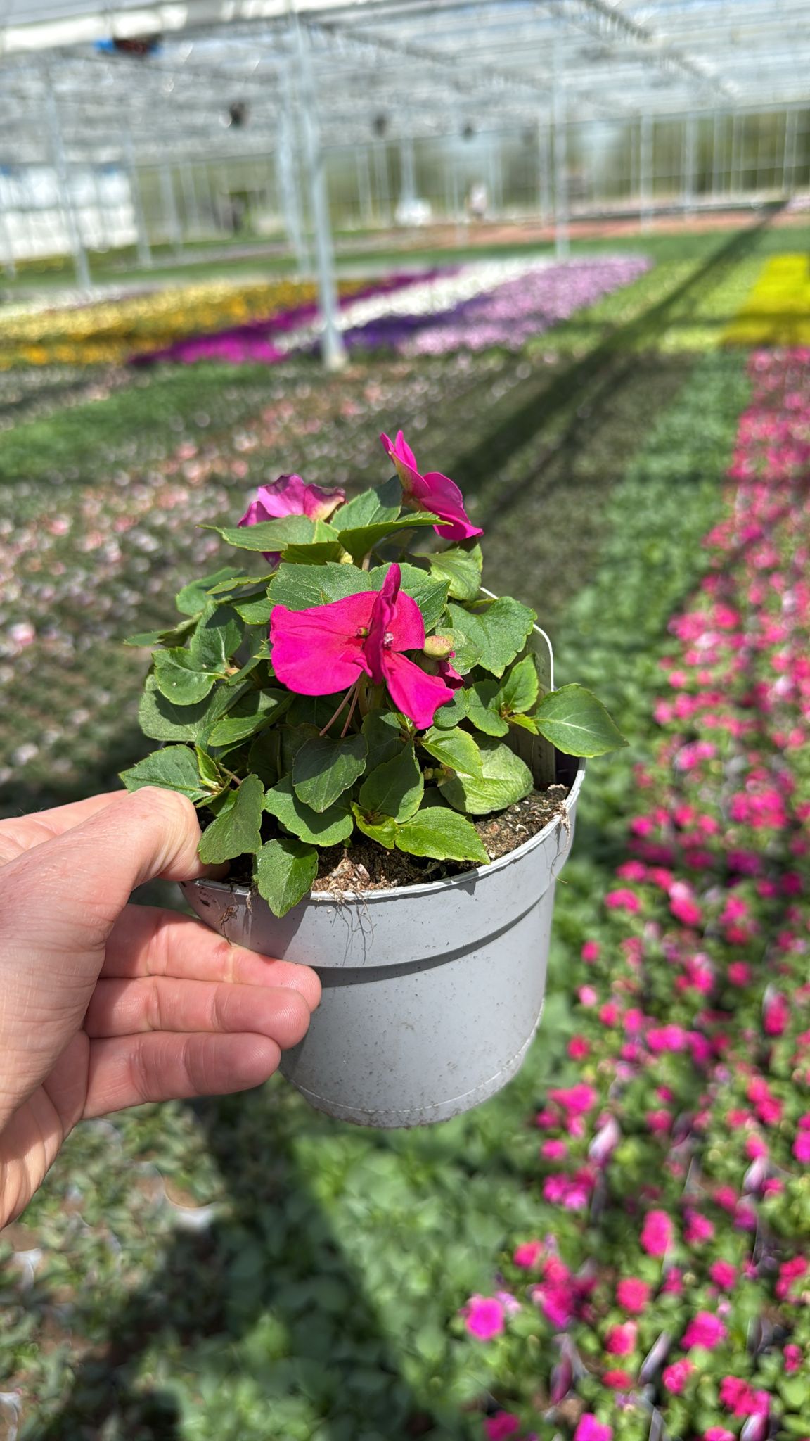 Picture of Impatiens Rose