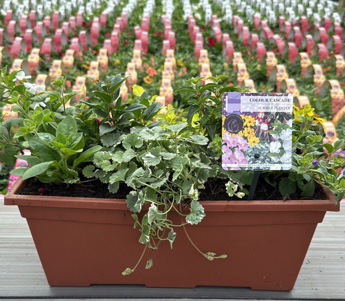 Picture of Summer Planter Leonardo Trough