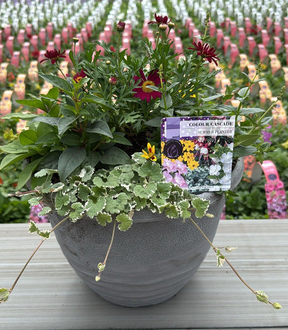 Picture of  Summer Planter Mariella