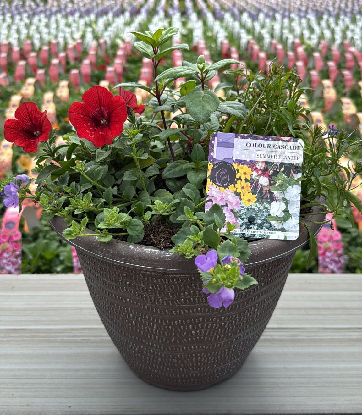 Picture of Summer Planter Pisces