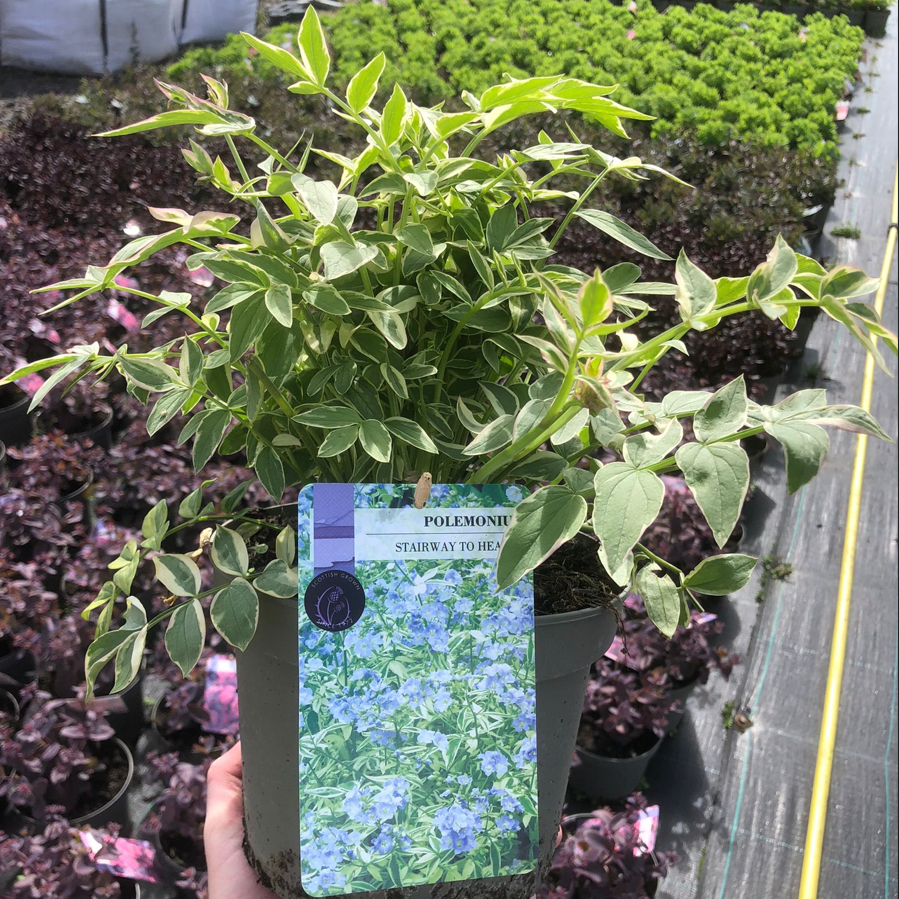 Picture of Polemonium Stairway to Heaven