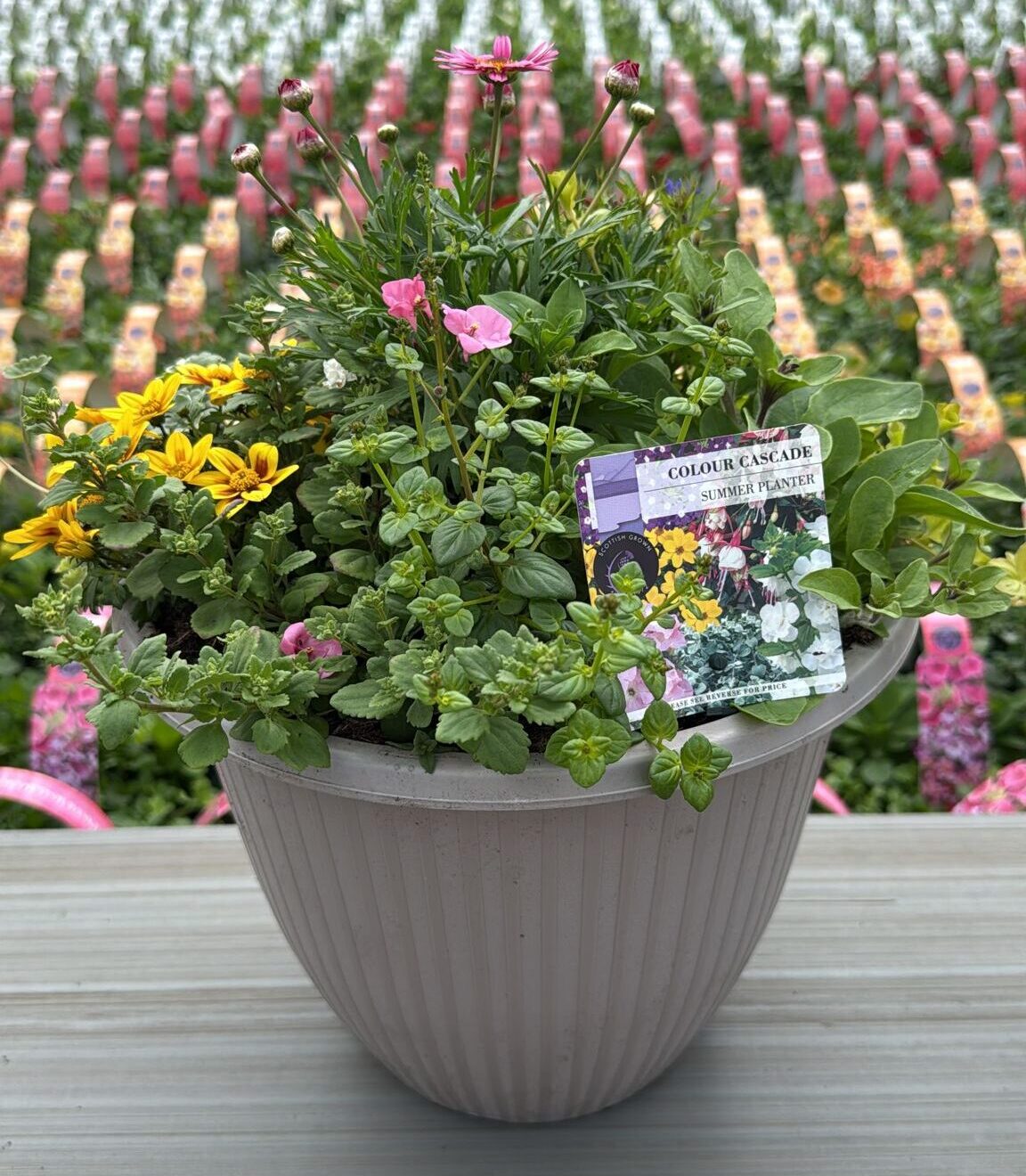 Picture of Summer Planter Russel