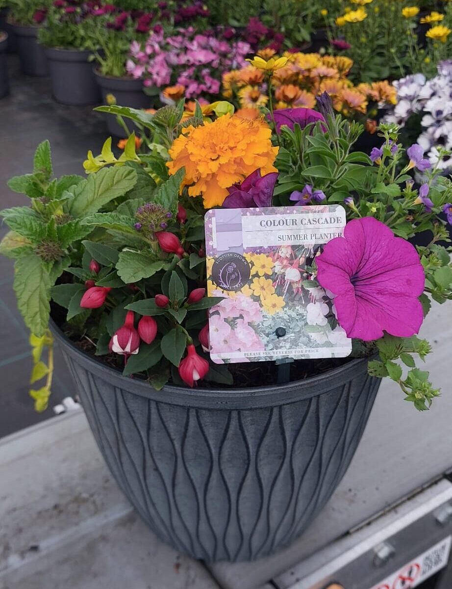 Picture of Summer Planter Laval