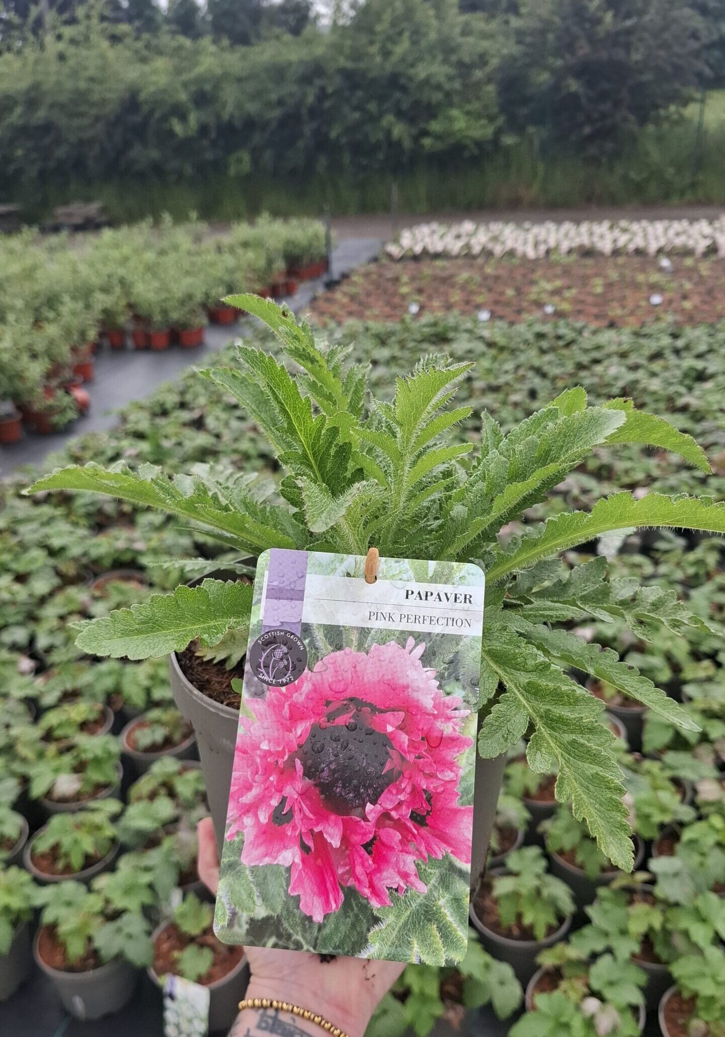 Picture of Papaver Pink Perfection