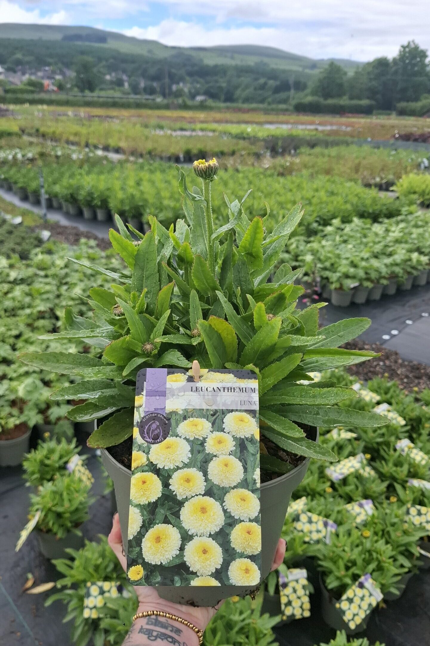 Picture of Leucanthemum Luna