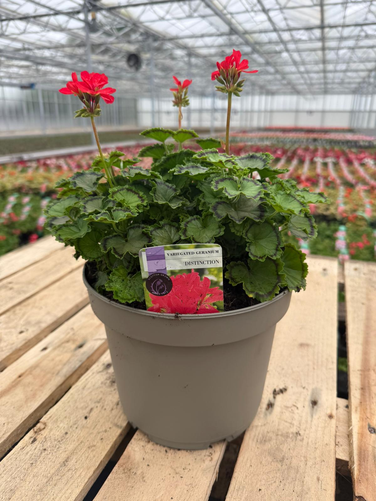Picture of Geranium Variegated Distinction