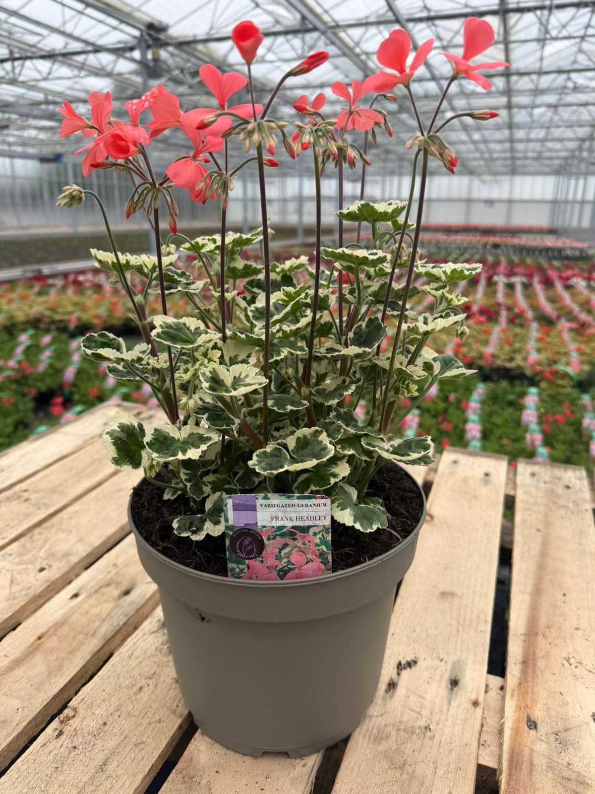 Picture of Geranium Variegated Frank Headley