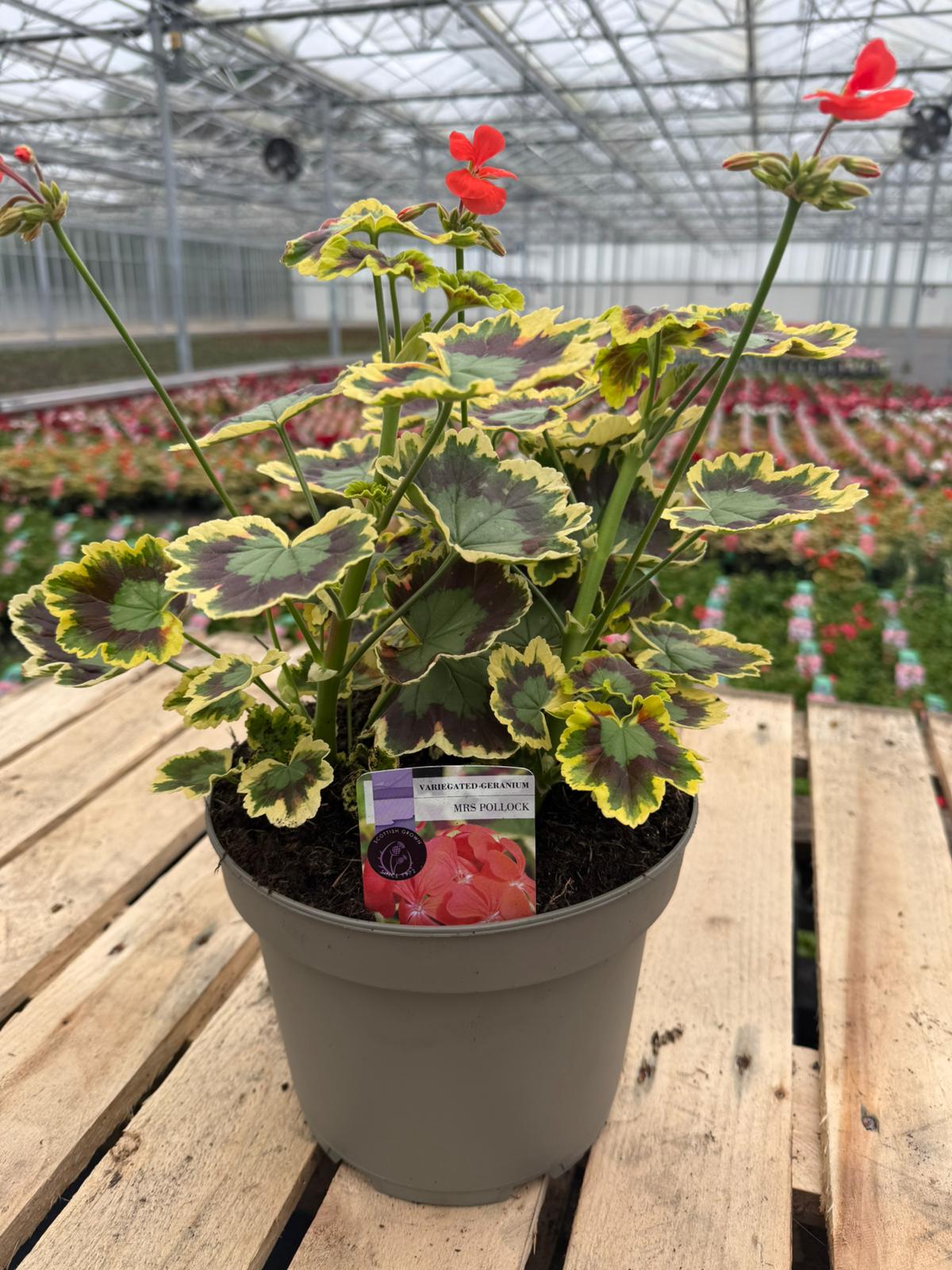 Picture of Geranium Variegated Mrs Pollock