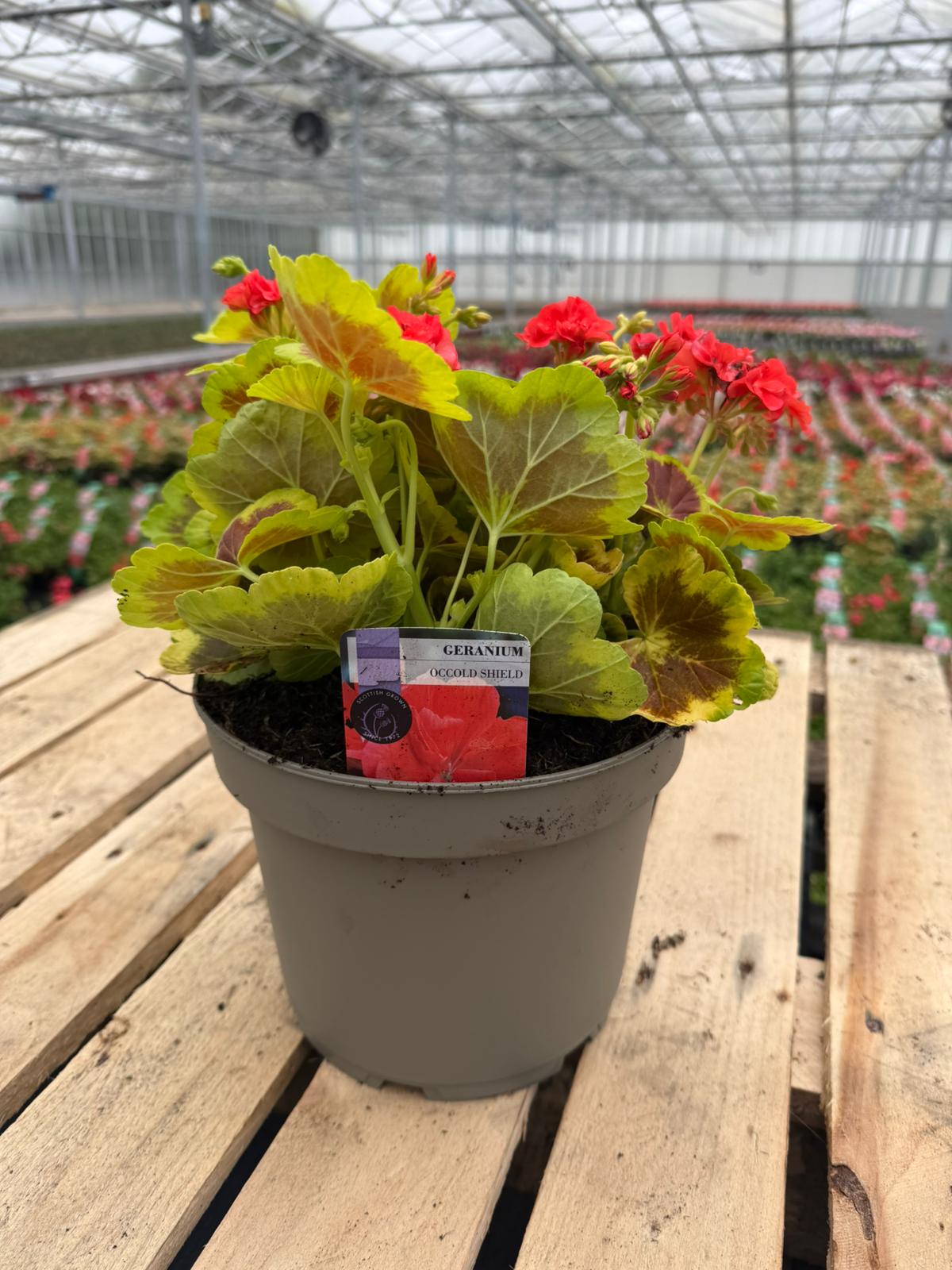 Picture of Geranium Variegated Occold Shield
