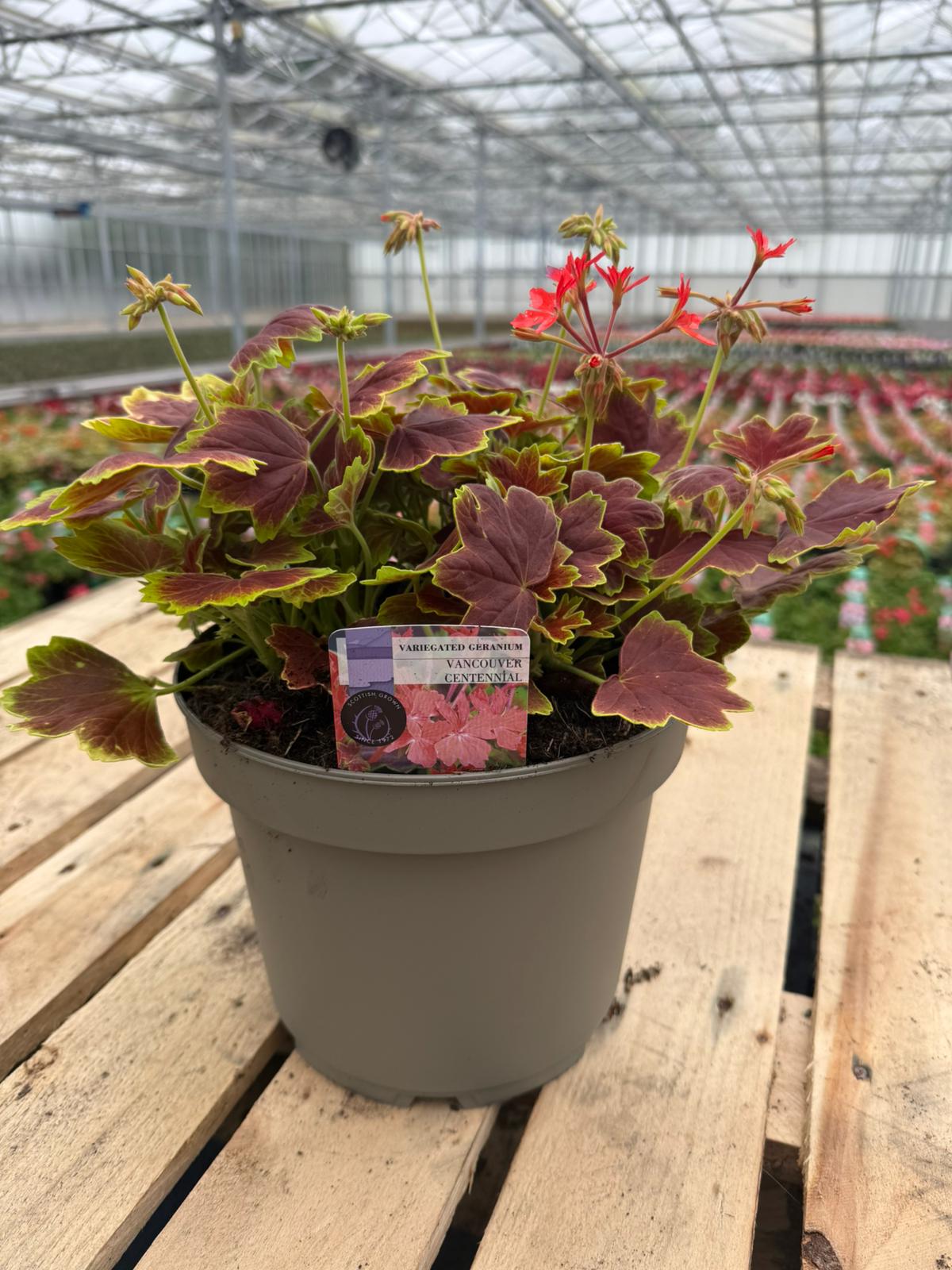 Picture of Geranium Variegated Vancouver Centennial