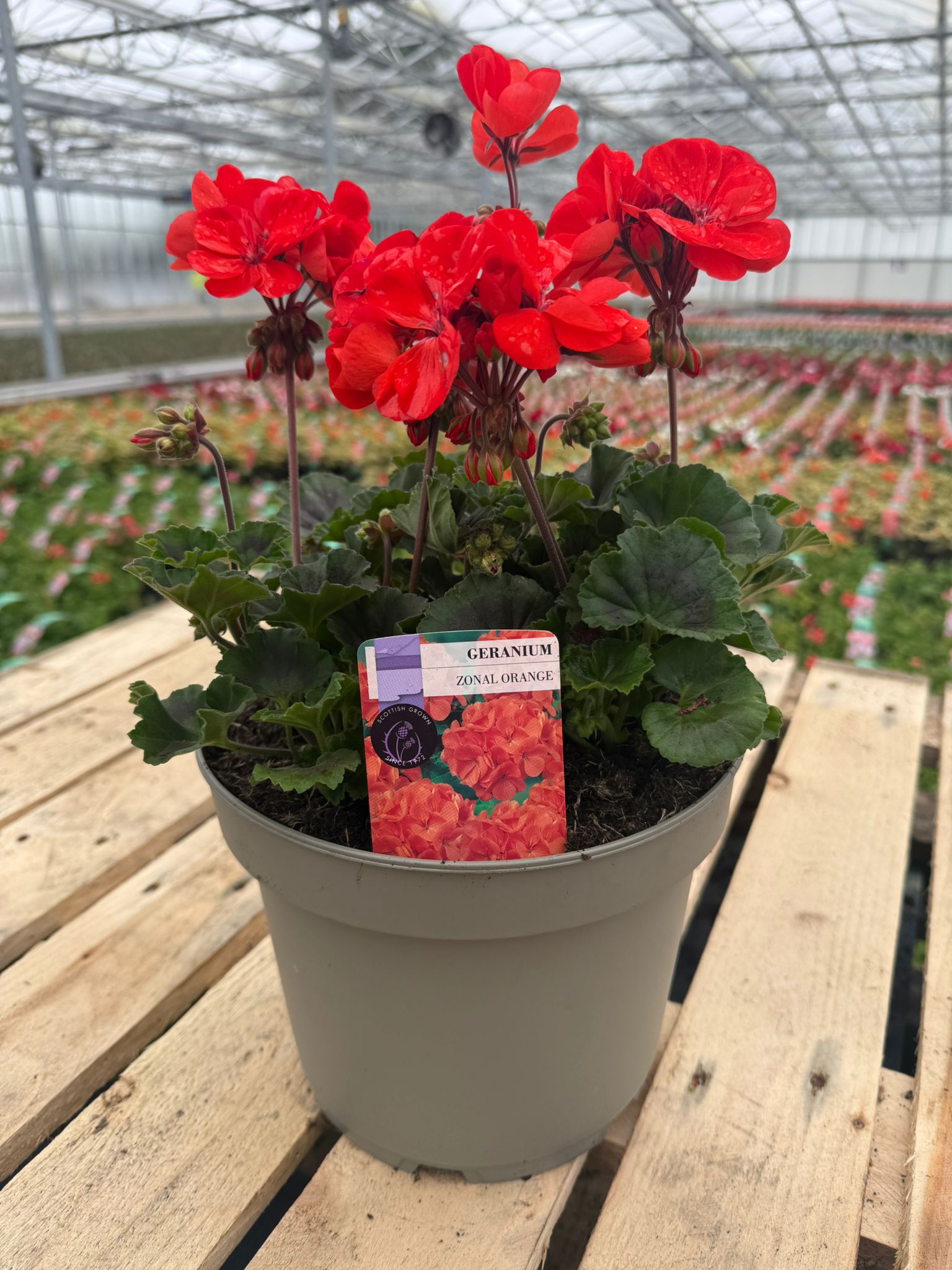Picture of Geranium Zonal Orange