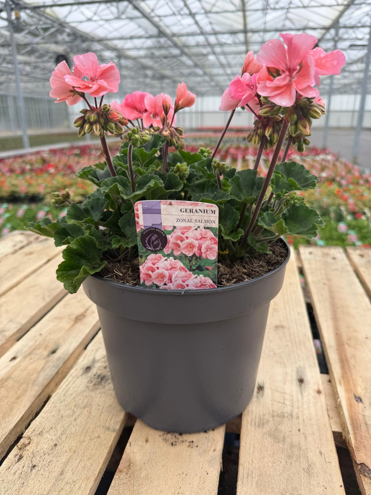 Picture of Geranium Zonal Salmon
