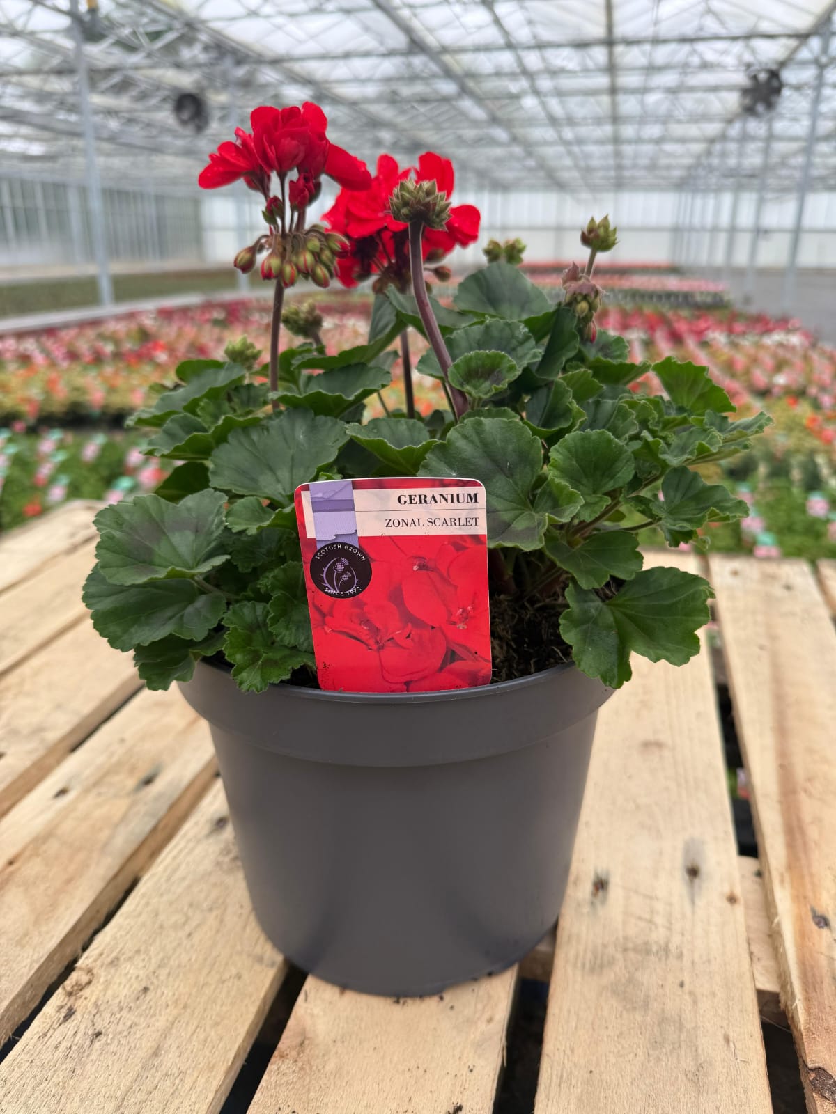 Picture of Geranium Zonal Scarlet