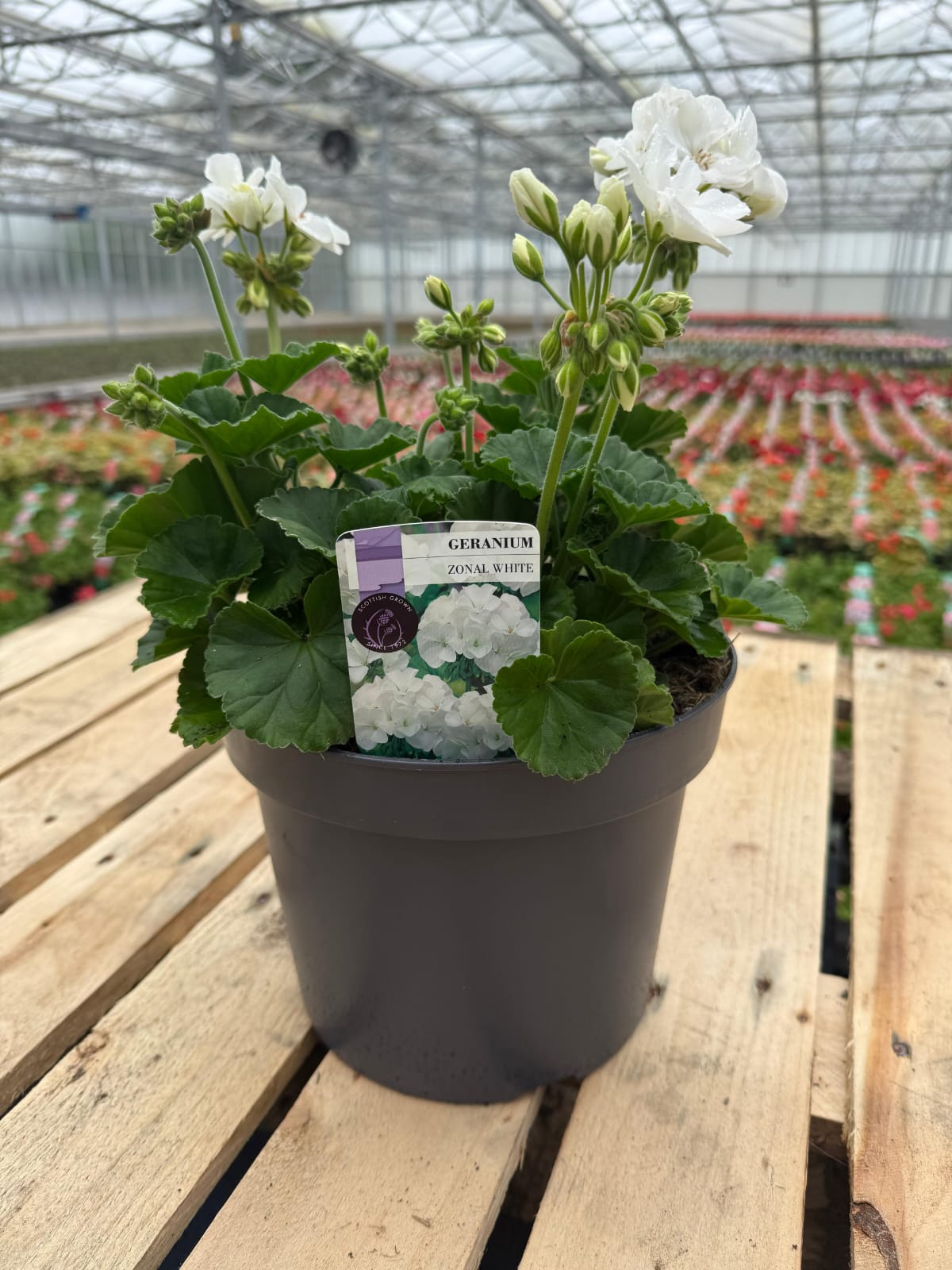 Picture of Geranium Zonal White