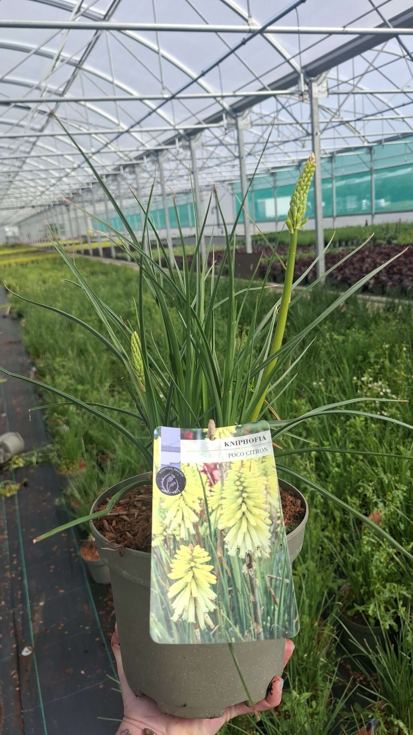 Picture of Kniphofia Poco Citron