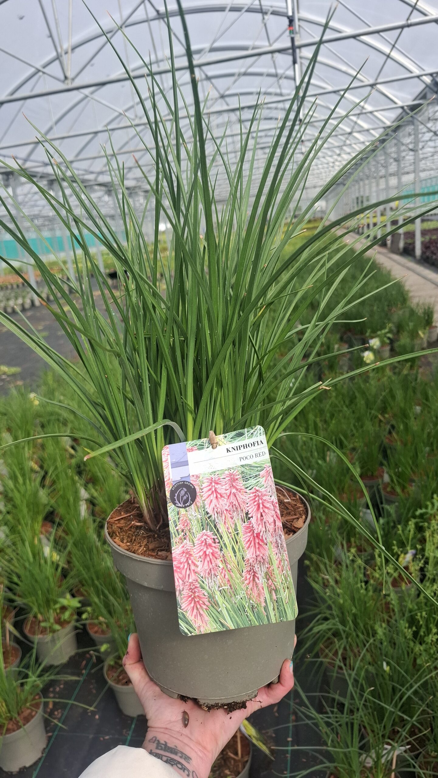 Picture of Kniphofia Poco Red