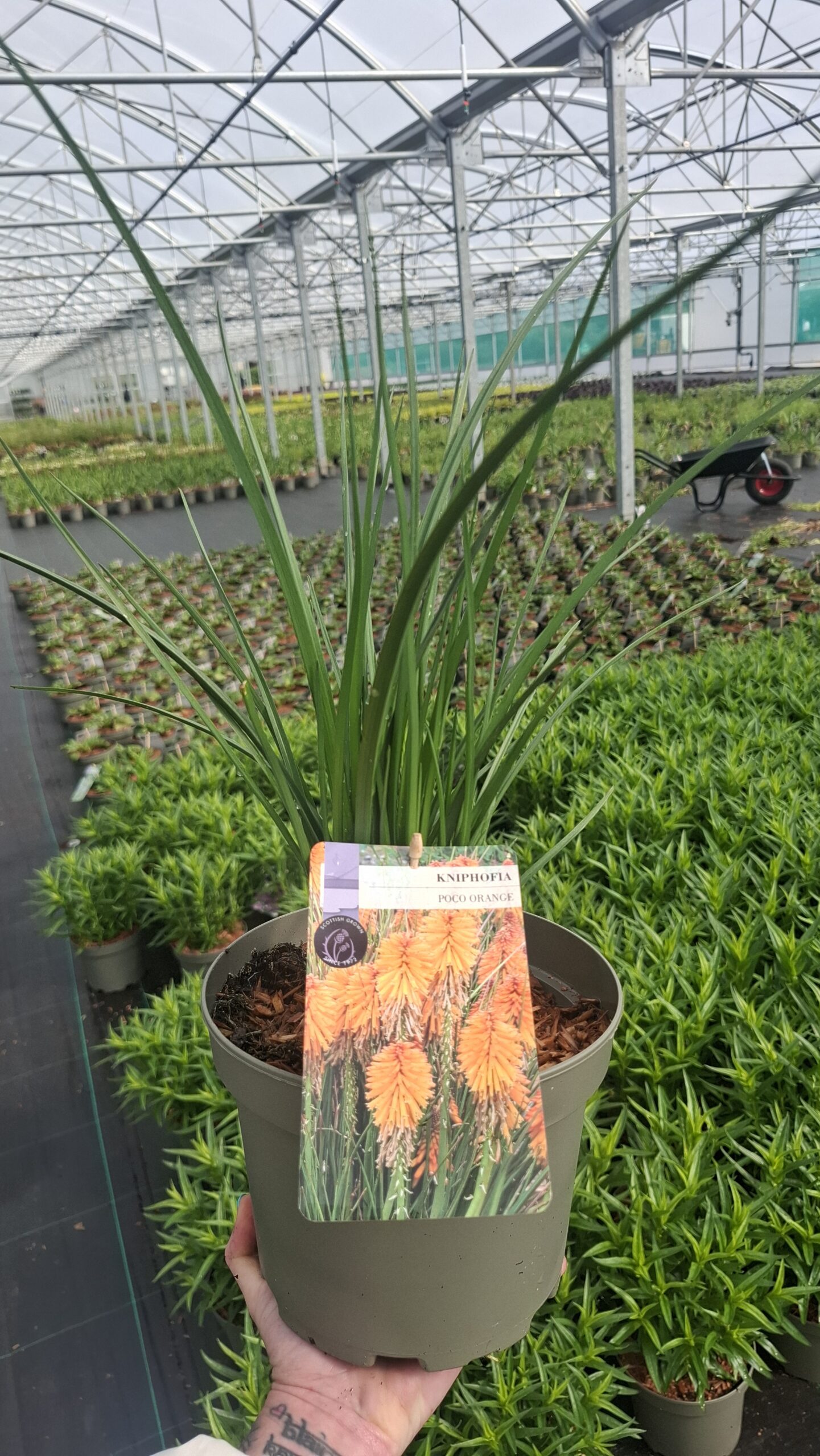 Picture of Kniphofia Poco Orange