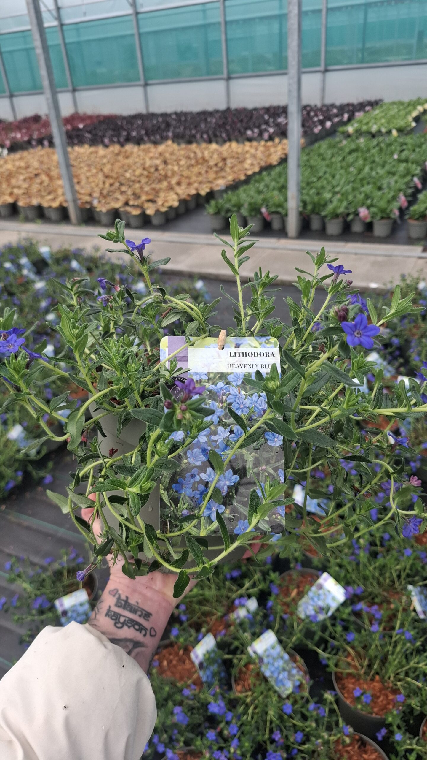 Picture of Lithodora Heavenly Blue