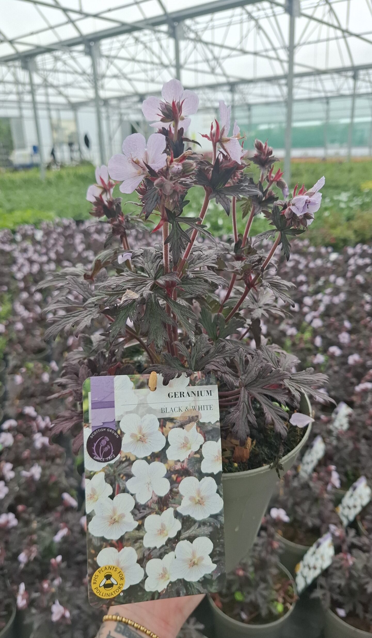 Picture of Geranium Black and White