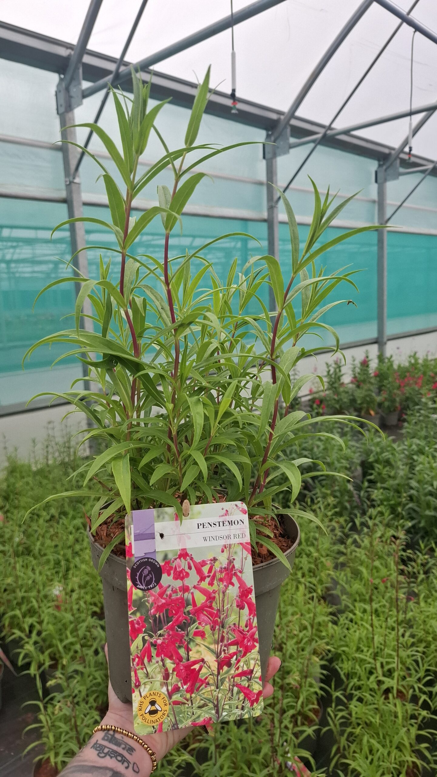 Picture of Penstemon Windsor Red