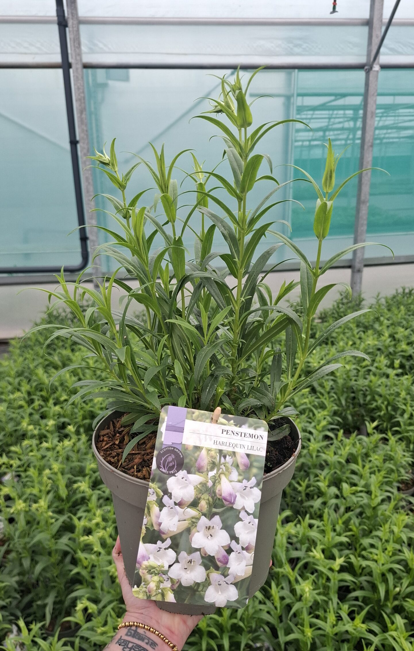 Picture of Penstemon Harlequin Lilac 