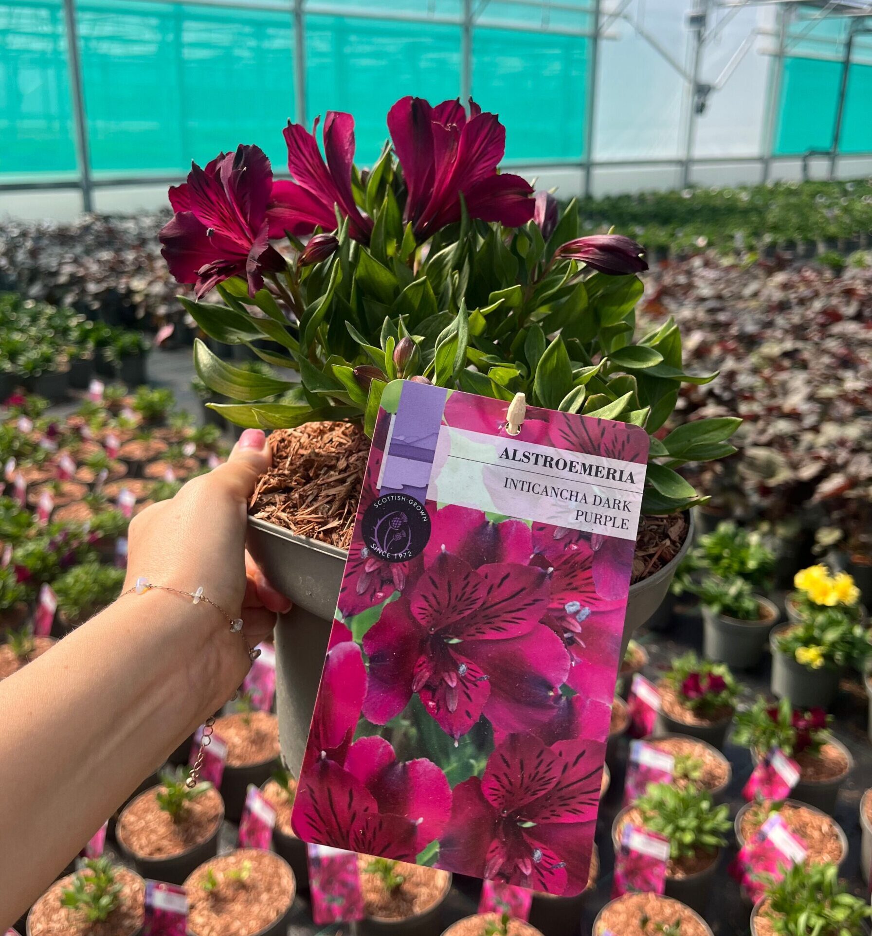 Picture of Alstroemeria Dark Purple