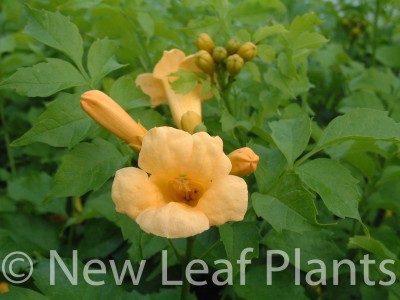 Picture of Campsis radicans Flava