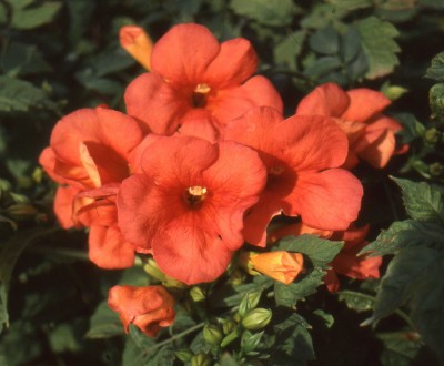 Picture of Campsis Madame Galen
