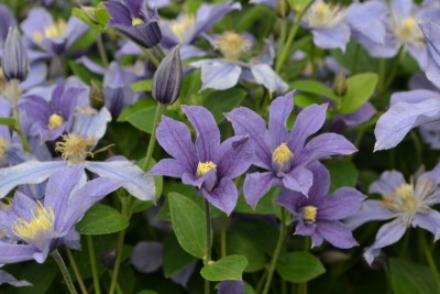 Picture of Clematis Arabella
