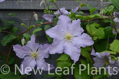 Picture of Clematis Blue Angel