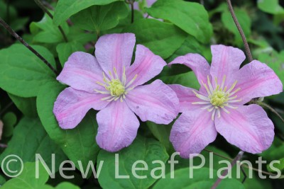 Picture of Clematis Comtesse de Bouchaud