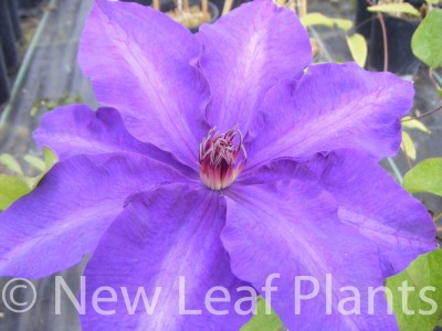 Picture of Clematis Daniel Deronda