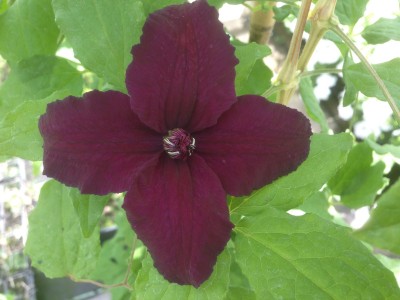 Picture of Clematis Dark Eyes