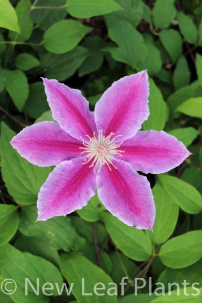 Picture of Clematis Dr Ruppell