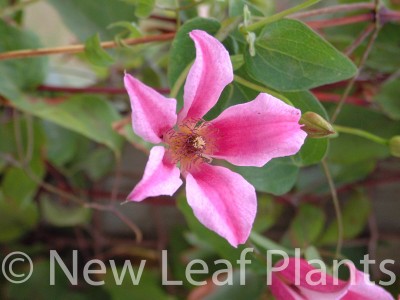 Picture of Clematis Duchess of Albany