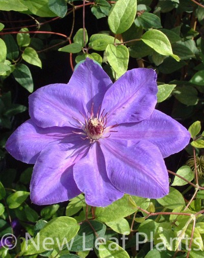 Picture of Clematis Elsa Spath
