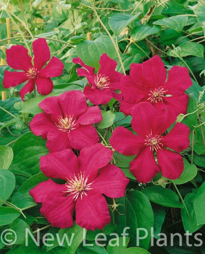 Picture of Clematis Ernest Markham