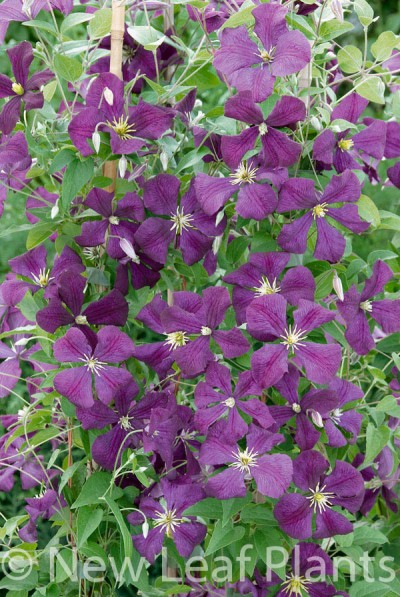 Picture of Clematis Etoile Violette