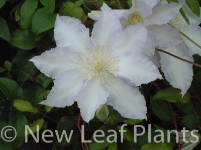 Picture of Clematis Gillian Blades