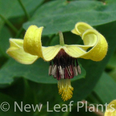 Picture of Clematis Golden Harvest