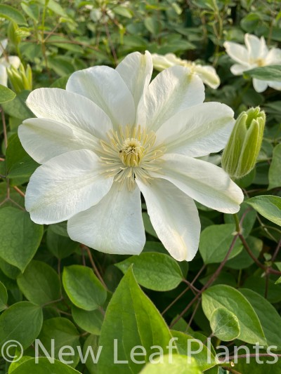 Picture of Clematis Guernsey Cream