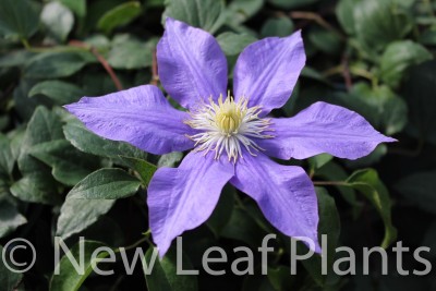 Picture of Clematis H F  Young