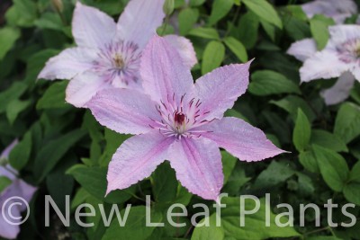 Picture of Clematis Hagley Hybrid