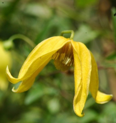 Picture of Clematis Helios