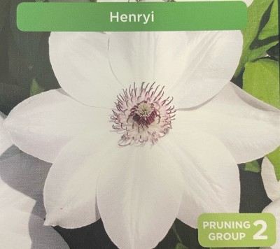 Picture of Clematis henryi