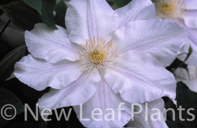 Picture of Clematis Ice Blue 