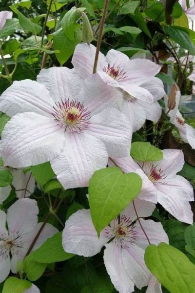 Picture of Clematis John Paul II