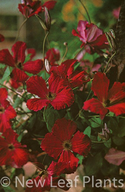 Picture of Clematis Kermesina