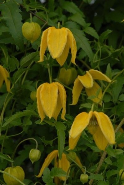 Picture of Clematis Lambton Park