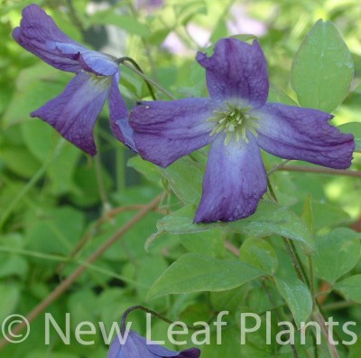 Picture of Clematis Little Bas